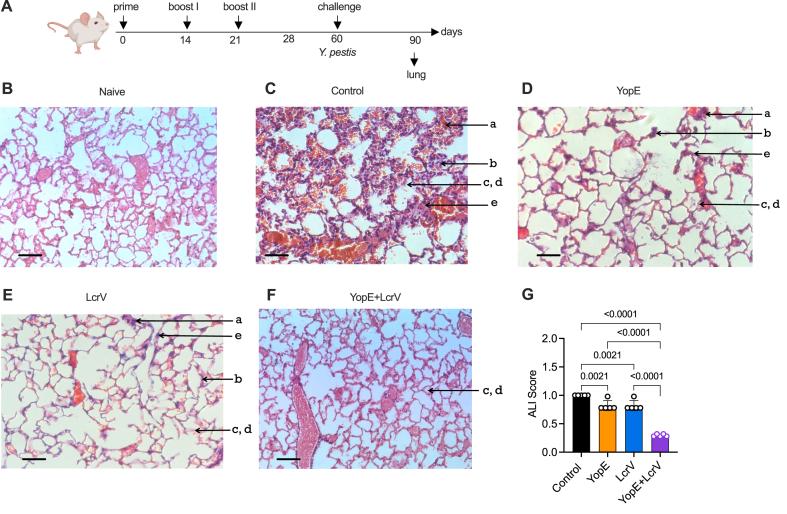 https://cdn.ncbi.nlm.nih.gov/pmc/blobs/3a25/11141369/75574534c4a2/gr5.jpg