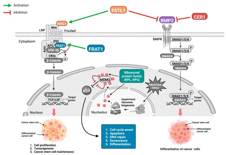 https://cdn.ncbi.nlm.nih.gov/pmc/blobs/3a27/11048596/fc7f3dfa31fb/biomedicines-12-00858-g006.jpg