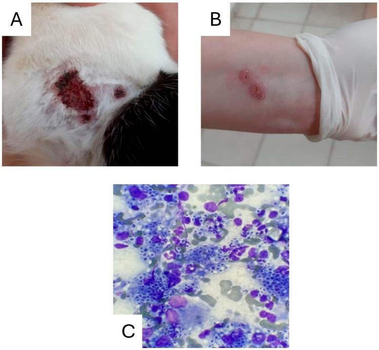 https://cdn.ncbi.nlm.nih.gov/pmc/blobs/3a2a/11946085/9c6f0e51042b/pathogens-14-00225-g001.jpg