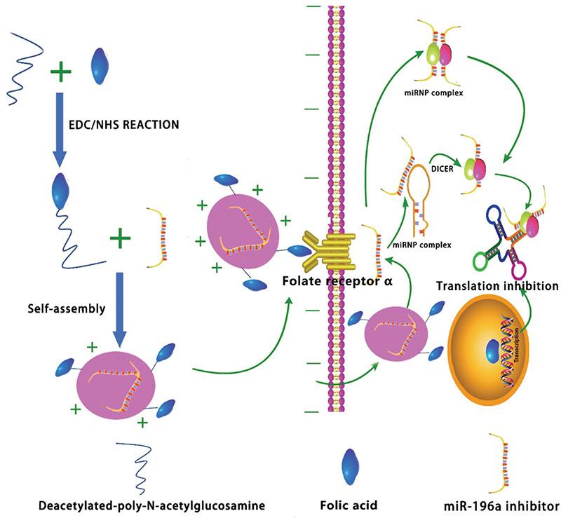 https://cdn.ncbi.nlm.nih.gov/pmc/blobs/3a2c/8941238/df0f82454957/BMJ-39-55-g1.jpg