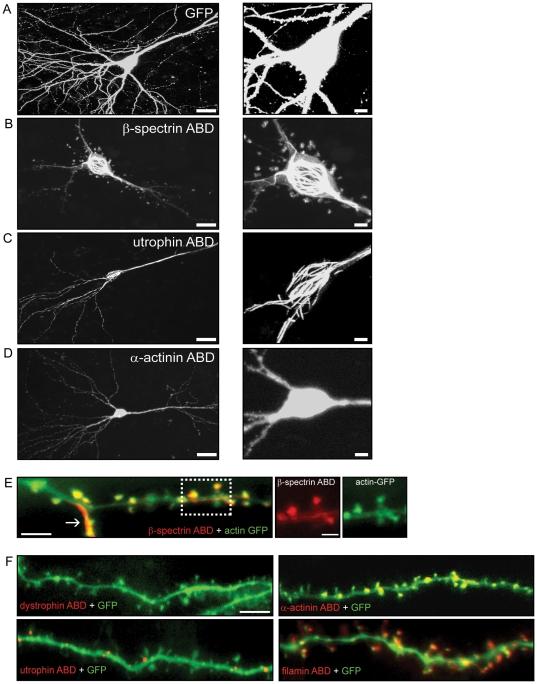 https://cdn.ncbi.nlm.nih.gov/pmc/blobs/3a2d/3031527/36540883e819/pone.0016197.g001.jpg