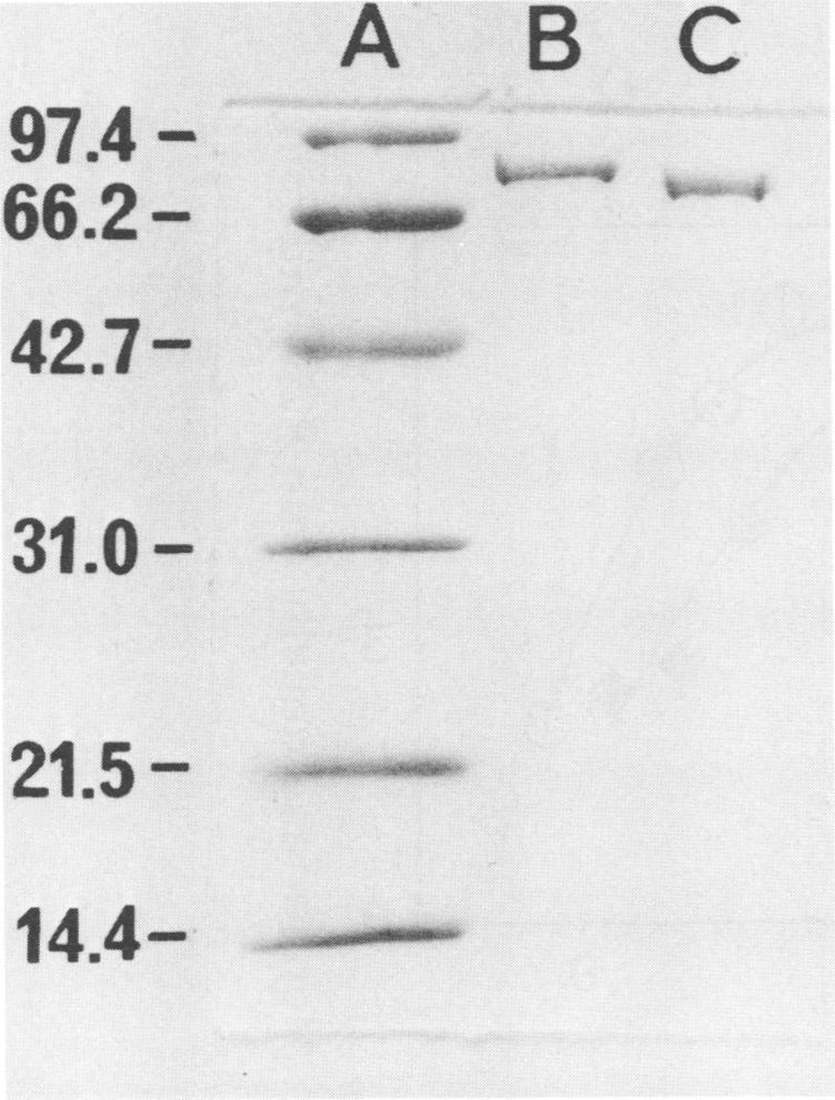 https://cdn.ncbi.nlm.nih.gov/pmc/blobs/3a32/185002/f61bdefe72d4/aem00092-0285-a.jpg
