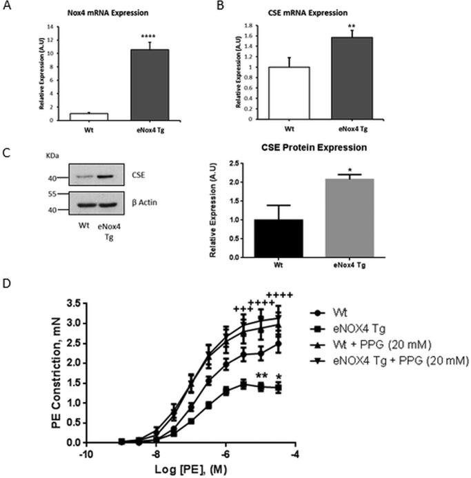 https://cdn.ncbi.nlm.nih.gov/pmc/blobs/3a32/4722457/0c4d05a53ee1/zbc0061635680002.jpg