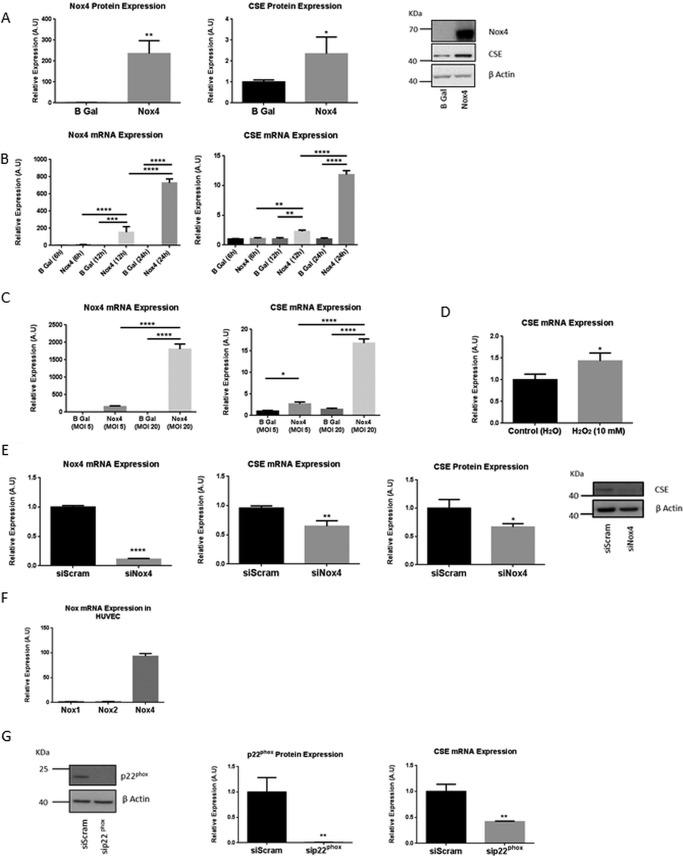 https://cdn.ncbi.nlm.nih.gov/pmc/blobs/3a32/4722457/4854ed1ffe98/zbc0061635680001.jpg