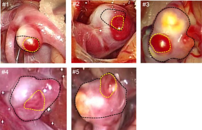 https://cdn.ncbi.nlm.nih.gov/pmc/blobs/3a34/11341610/e0392180099a/10237_2024_1835_Fig1_HTML.jpg
