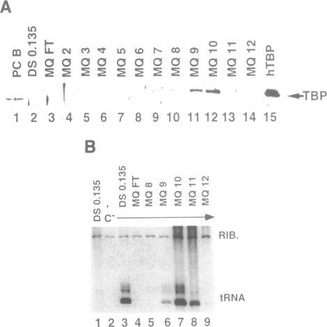 https://cdn.ncbi.nlm.nih.gov/pmc/blobs/3a34/334451/7c19e332c34b/nar00233-0020-b.jpg