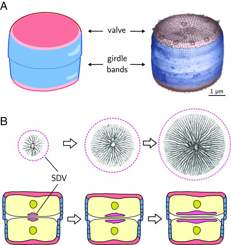 https://cdn.ncbi.nlm.nih.gov/pmc/blobs/3a36/10927588/2cdc2d461cb4/pnas.2309518121fig01.jpg
