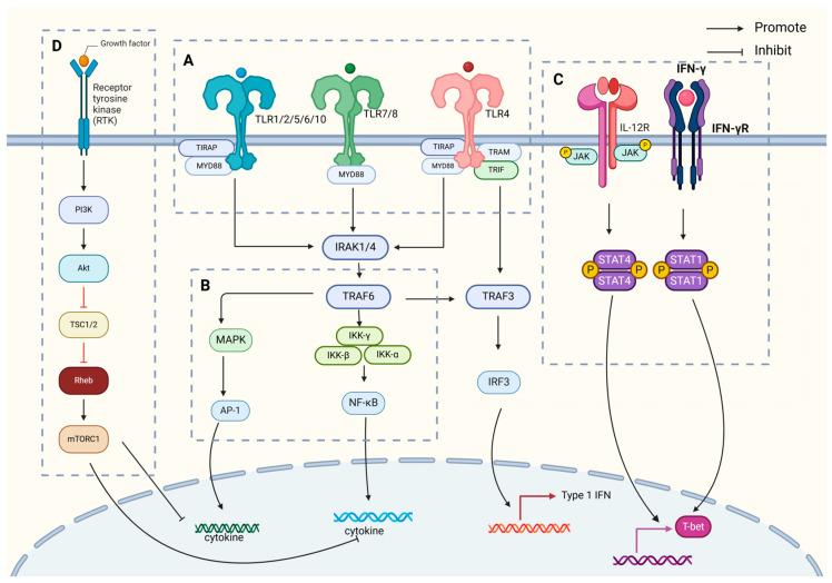 https://cdn.ncbi.nlm.nih.gov/pmc/blobs/3a36/11988481/209d7ecc6e7a/ijms-26-03106-g002.jpg