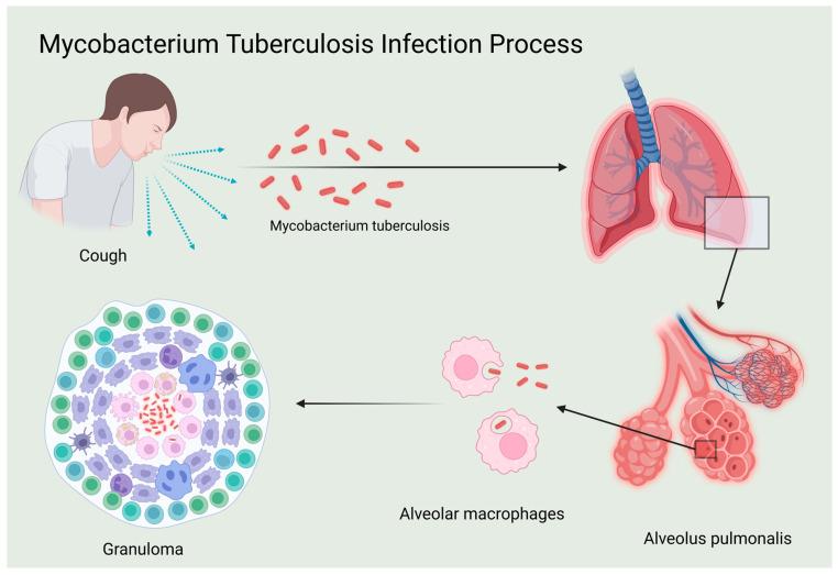 https://cdn.ncbi.nlm.nih.gov/pmc/blobs/3a36/11988481/b991a2e50946/ijms-26-03106-g001.jpg