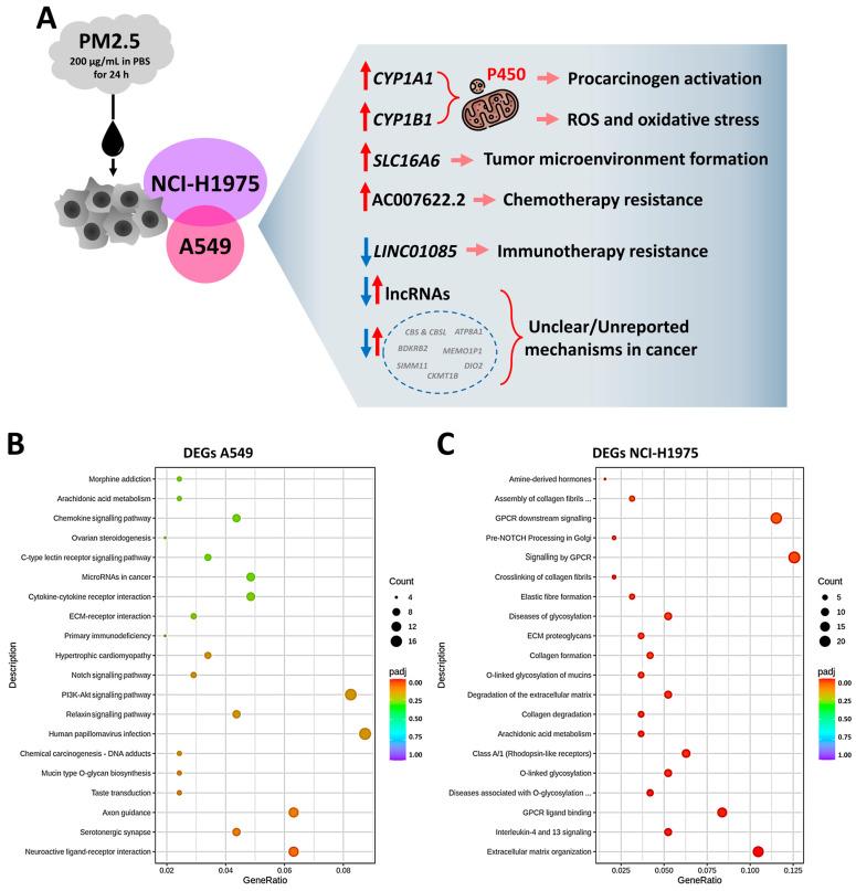 https://cdn.ncbi.nlm.nih.gov/pmc/blobs/3a3e/12197757/9f02c874e511/toxics-13-00484-g003.jpg