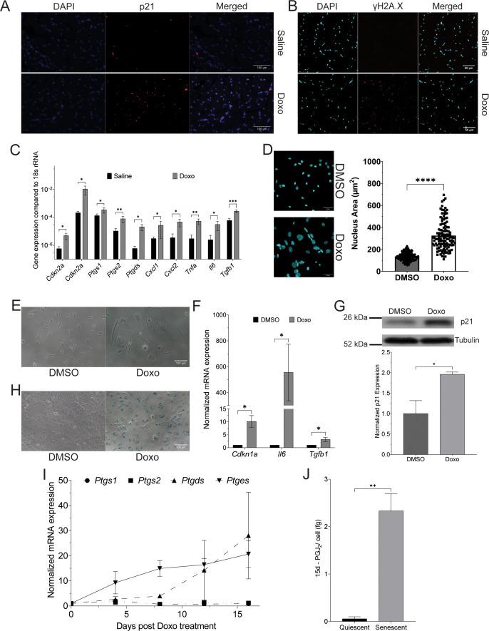 https://cdn.ncbi.nlm.nih.gov/pmc/blobs/3a47/11357351/13eeada84159/elife-95229-fig1.jpg