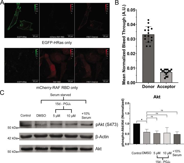 https://cdn.ncbi.nlm.nih.gov/pmc/blobs/3a47/11357351/17d38dcd404f/elife-95229-fig3-figsupp1.jpg