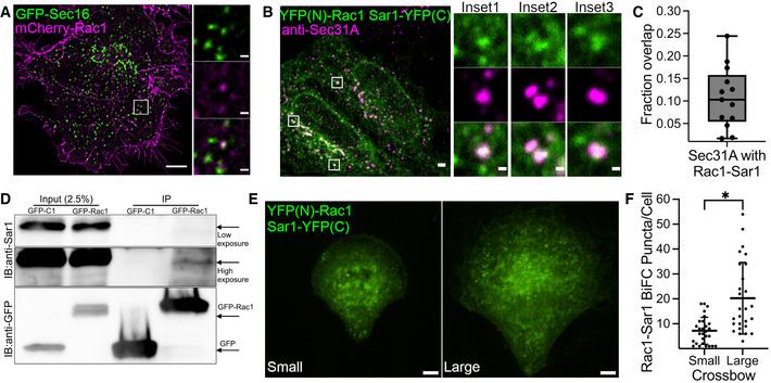 https://cdn.ncbi.nlm.nih.gov/pmc/blobs/3a47/9475550/716d4b459468/EMBJ-41-e110596-g001.jpg
