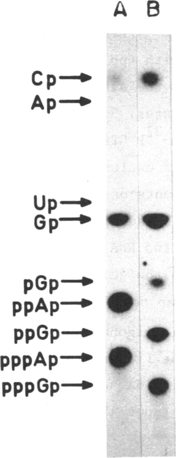 https://cdn.ncbi.nlm.nih.gov/pmc/blobs/3a4e/341971/49d0b87e0d61/nar00462-0199-b.jpg