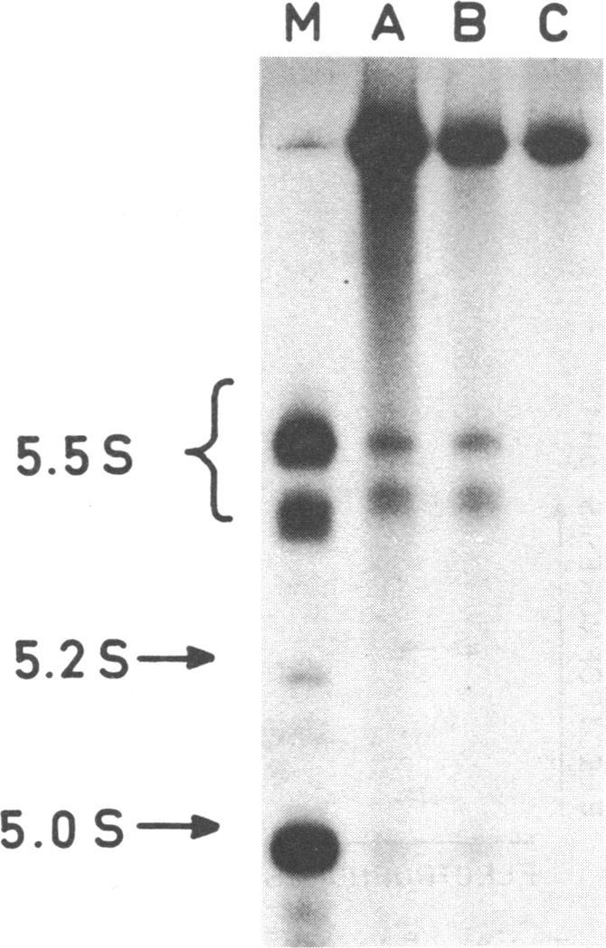https://cdn.ncbi.nlm.nih.gov/pmc/blobs/3a4e/341971/6c2f80a7a1ce/nar00462-0202-a.jpg