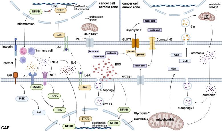 https://cdn.ncbi.nlm.nih.gov/pmc/blobs/3a56/11649616/d9fcf8c15d59/43556_2024_233_Fig4_HTML.jpg