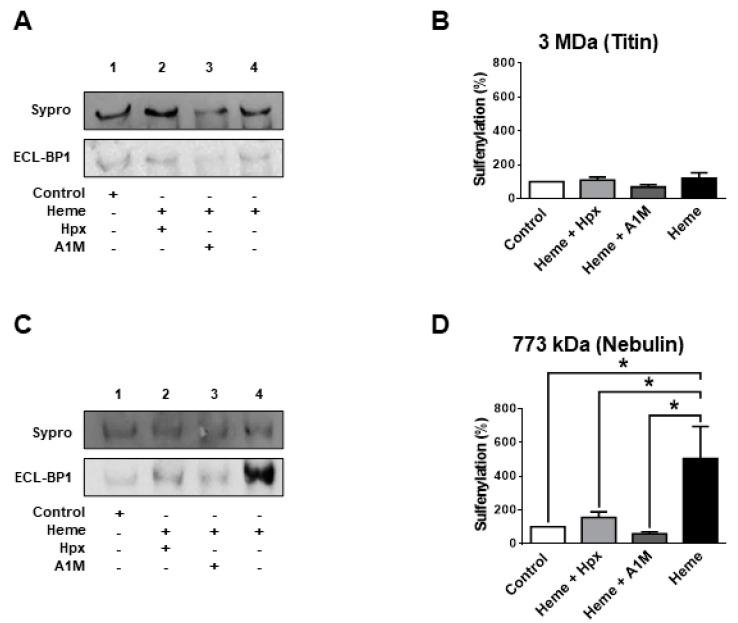 https://cdn.ncbi.nlm.nih.gov/pmc/blobs/3a58/7663642/6453176b36d1/ijms-21-08172-g006.jpg
