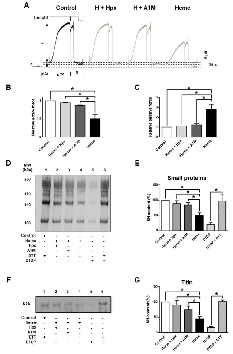 https://cdn.ncbi.nlm.nih.gov/pmc/blobs/3a58/7663642/efe27e26d3b8/ijms-21-08172-g004.jpg