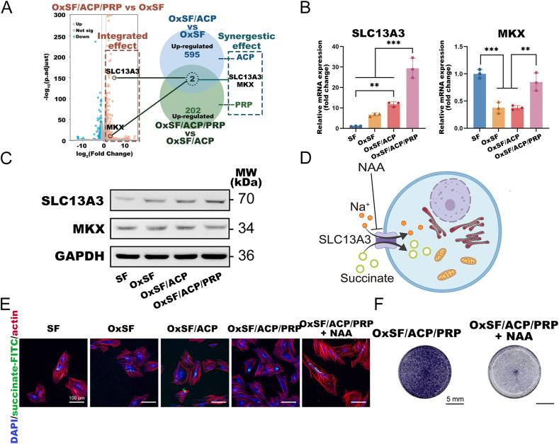 https://cdn.ncbi.nlm.nih.gov/pmc/blobs/3a5d/10873665/444975246e36/gr6.jpg