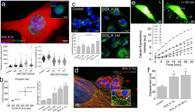 https://cdn.ncbi.nlm.nih.gov/pmc/blobs/3a5d/11318163/52fe90c8d2f4/12967_2024_5541_Fig2_HTML.jpg