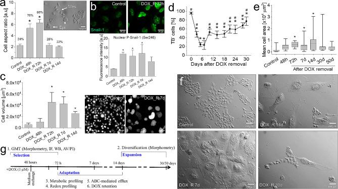 https://cdn.ncbi.nlm.nih.gov/pmc/blobs/3a5d/11318163/54dd701b1305/12967_2024_5541_Fig1_HTML.jpg