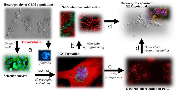 https://cdn.ncbi.nlm.nih.gov/pmc/blobs/3a5d/11318163/a593a1843a90/12967_2024_5541_Fig8_HTML.jpg