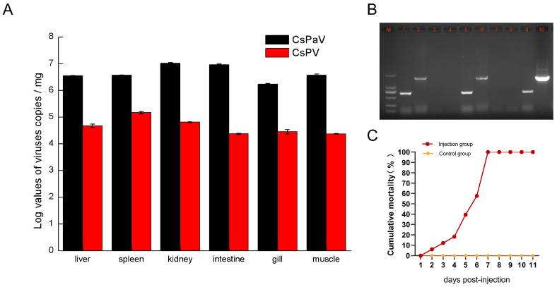 https://cdn.ncbi.nlm.nih.gov/pmc/blobs/3a5f/11125579/aebb047ecbf6/viruses-16-00705-g006.jpg
