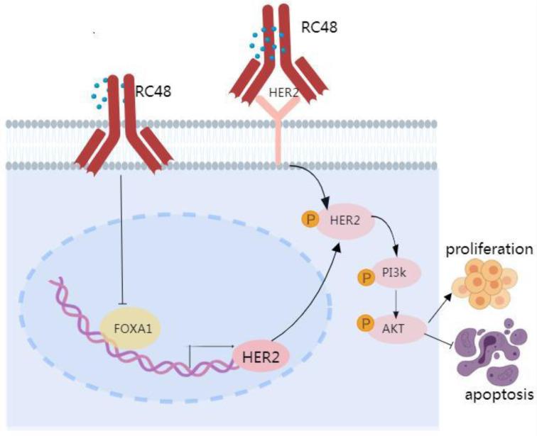 https://cdn.ncbi.nlm.nih.gov/pmc/blobs/3a60/11493013/53dc5010cf80/jcav15p5863g006.jpg