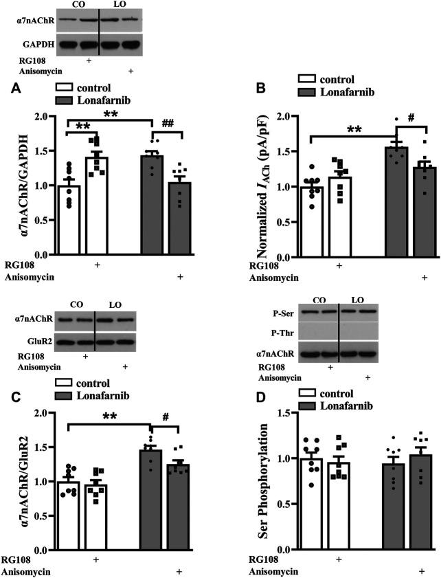 https://cdn.ncbi.nlm.nih.gov/pmc/blobs/3a62/7801264/070edf98d663/fphar-11-589780-g004.jpg