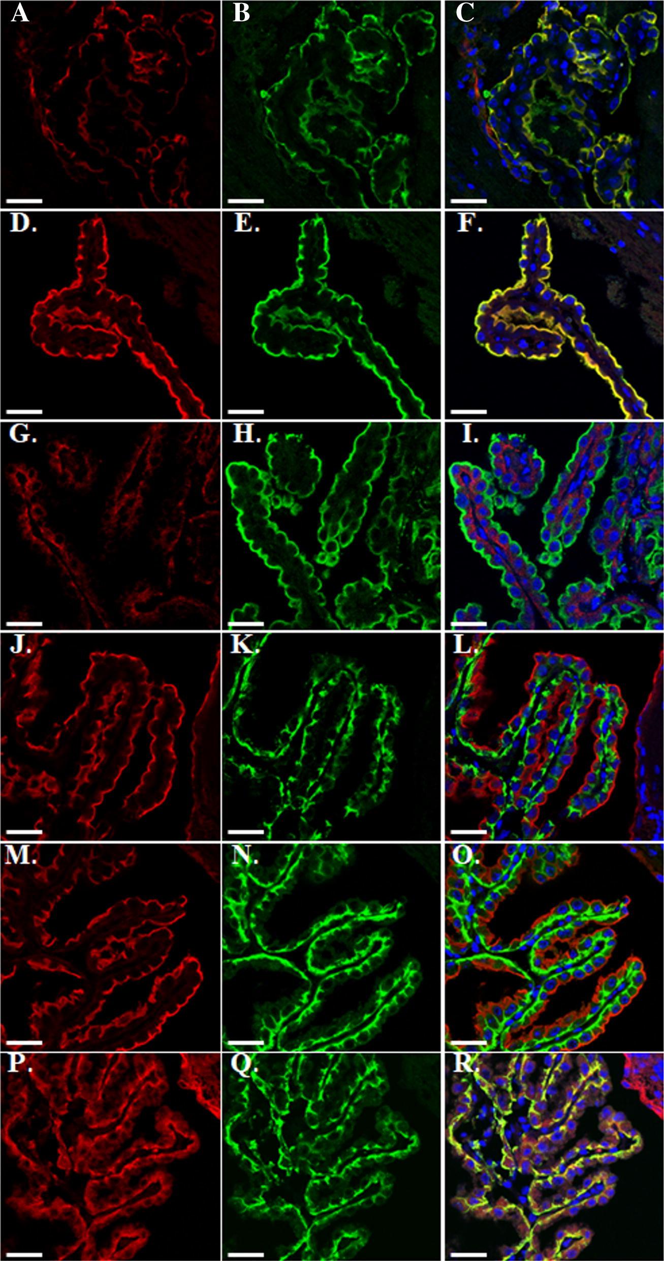 https://cdn.ncbi.nlm.nih.gov/pmc/blobs/3a63/7014681/9b0f07e84fd1/12987_2020_178_Fig2_HTML.jpg