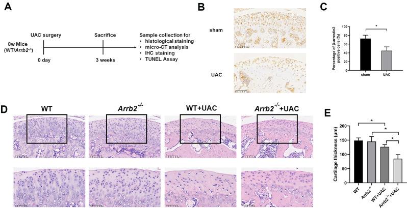 https://cdn.ncbi.nlm.nih.gov/pmc/blobs/3a6c/11154996/534c0805f1b8/12891_2024_7558_Fig1_HTML.jpg