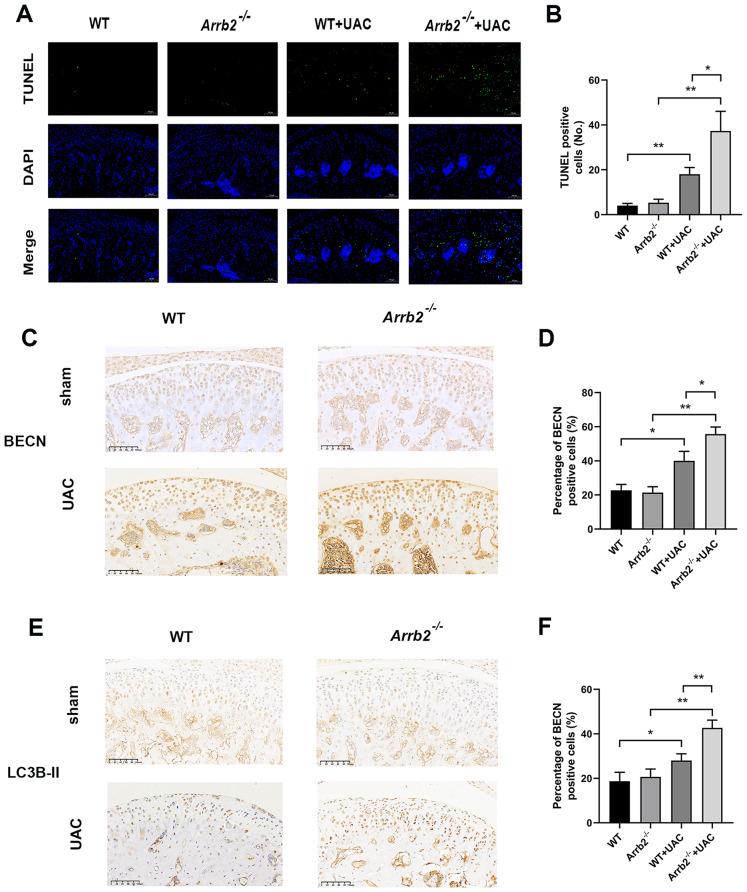 https://cdn.ncbi.nlm.nih.gov/pmc/blobs/3a6c/11154996/8760c96b785e/12891_2024_7558_Fig5_HTML.jpg