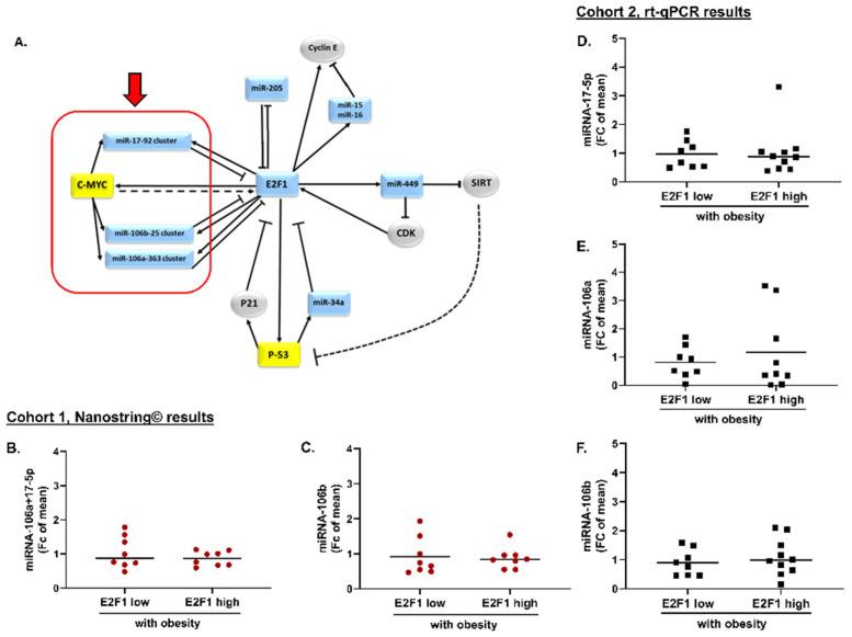 https://cdn.ncbi.nlm.nih.gov/pmc/blobs/3a75/9562862/3fd5e7623fb2/cells-11-03046-g003.jpg