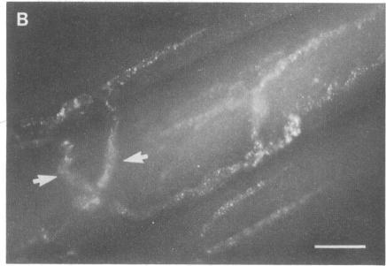 https://cdn.ncbi.nlm.nih.gov/pmc/blobs/3a7a/282187/b6e8542e799c/pnas00298-0335-e.jpg