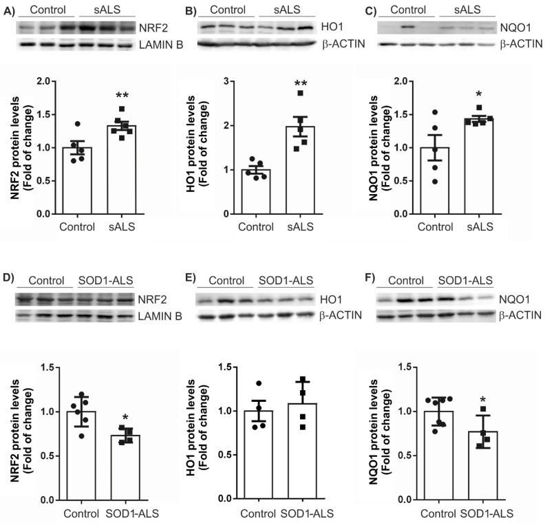 https://cdn.ncbi.nlm.nih.gov/pmc/blobs/3a7b/8000750/59da94fbcb08/ijms-22-03007-g004.jpg