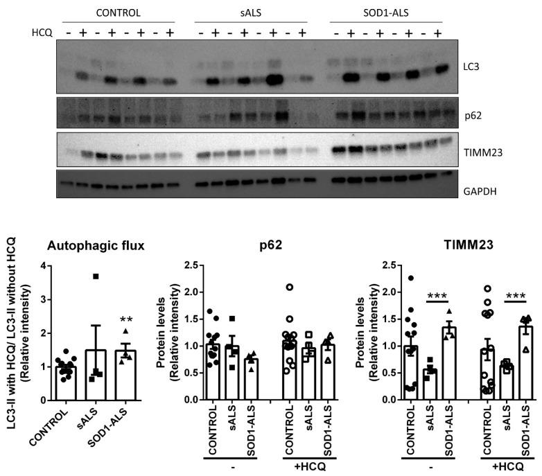https://cdn.ncbi.nlm.nih.gov/pmc/blobs/3a7b/8000750/7a7a94119a19/ijms-22-03007-g006.jpg