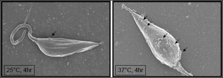 https://cdn.ncbi.nlm.nih.gov/pmc/blobs/3a7c/3417651/8feae45a9438/fcimb-02-00072-g0002.jpg