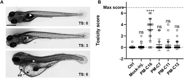 https://cdn.ncbi.nlm.nih.gov/pmc/blobs/3a7c/8807572/0cbcc18f75bb/dmm-15-049147-g4.jpg