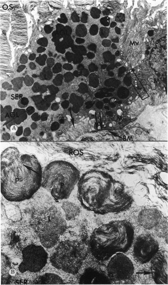 https://cdn.ncbi.nlm.nih.gov/pmc/blobs/3a80/1311407/af09db20ebfc/taos00027-0451-a.jpg