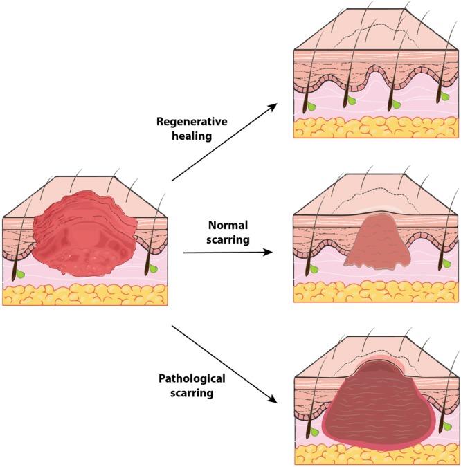 https://cdn.ncbi.nlm.nih.gov/pmc/blobs/3a82/6450464/228de8abdd61/fphys-10-00322-g002.jpg