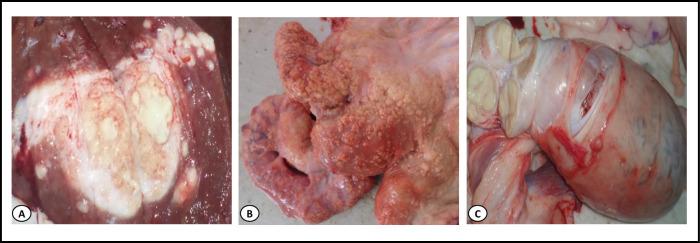 https://cdn.ncbi.nlm.nih.gov/pmc/blobs/3a82/7728391/5f8384bf8681/pntd.0008894.g002.jpg