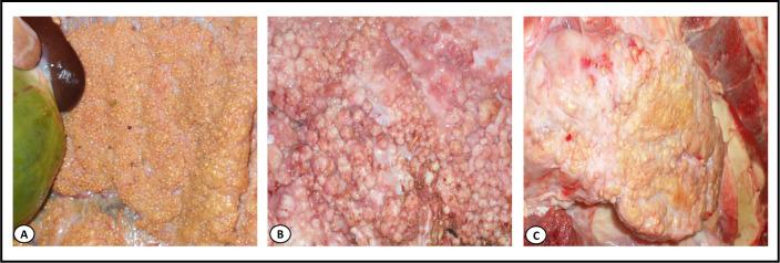 https://cdn.ncbi.nlm.nih.gov/pmc/blobs/3a82/7728391/f17b559577ab/pntd.0008894.g003.jpg