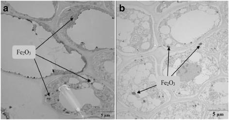 https://cdn.ncbi.nlm.nih.gov/pmc/blobs/3a83/5293712/385483aed8ad/11671_2017_1861_Fig2_HTML.jpg