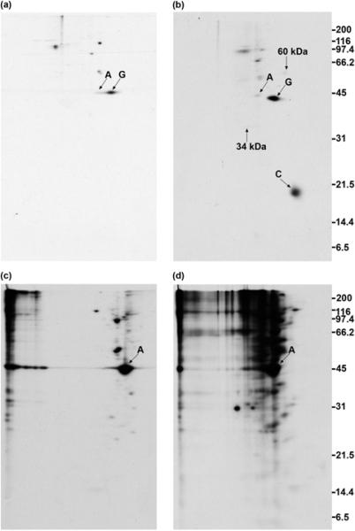https://cdn.ncbi.nlm.nih.gov/pmc/blobs/3a86/2635752/e92a55c2b923/ijms-9-1753f7.jpg