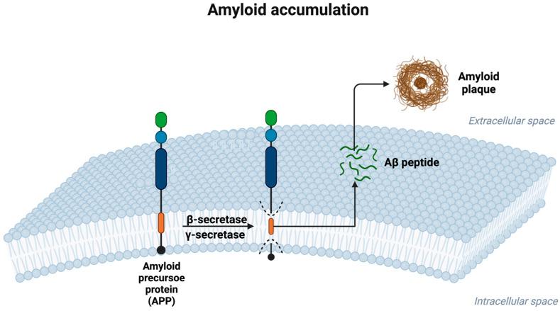 https://cdn.ncbi.nlm.nih.gov/pmc/blobs/3a88/11641752/2a4755c8eda6/ijms-25-12613-g001.jpg