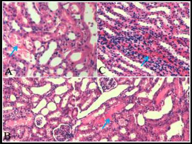 https://cdn.ncbi.nlm.nih.gov/pmc/blobs/3a8f/7043871/953cd78ee1b5/IJBMS-22-1432-g001.jpg