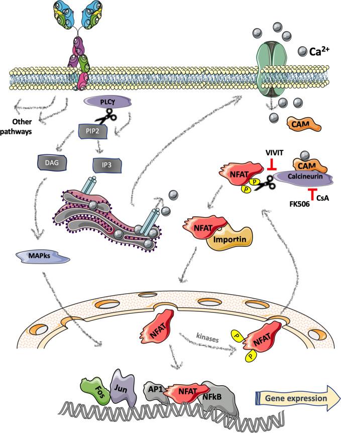 https://cdn.ncbi.nlm.nih.gov/pmc/blobs/3a91/8047411/a264756e1cff/fonc-11-651057-g002.jpg