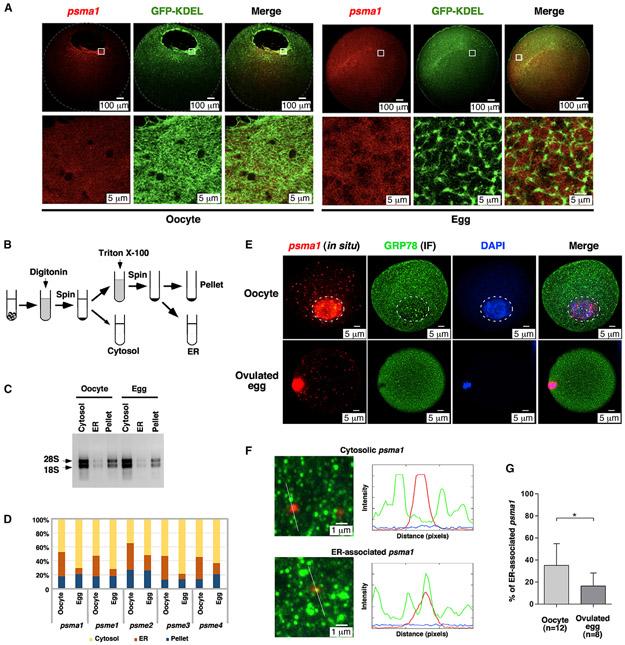 https://cdn.ncbi.nlm.nih.gov/pmc/blobs/3a9a/9811979/aa8caf257be5/nihms-1857907-f0004.jpg