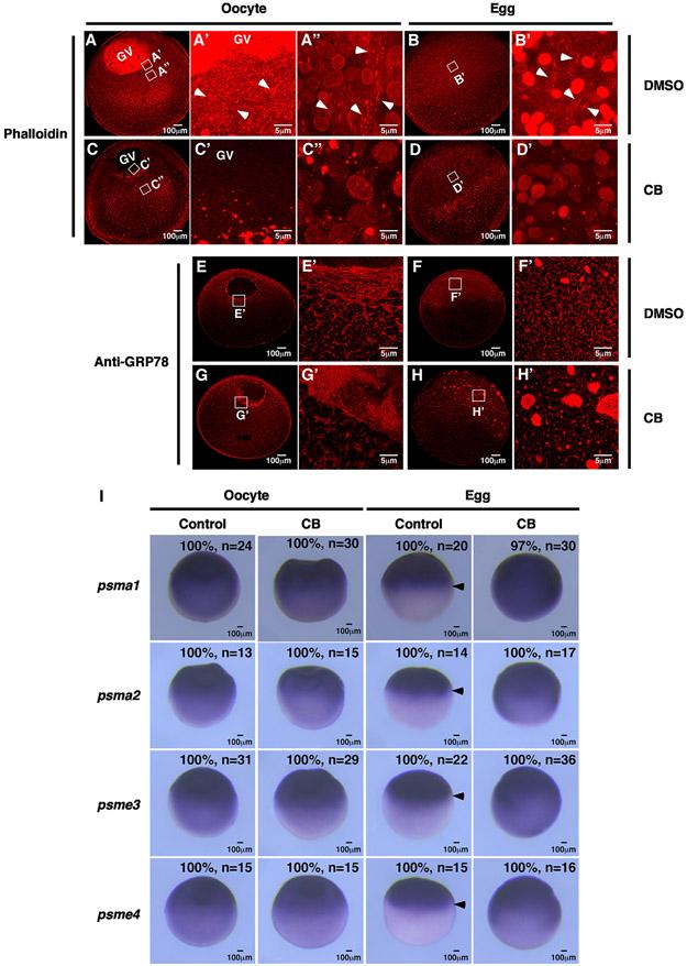 https://cdn.ncbi.nlm.nih.gov/pmc/blobs/3a9a/9811979/bef8d1b2482b/nihms-1857907-f0007.jpg