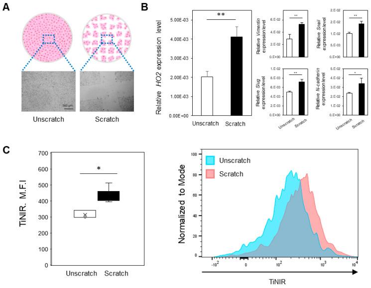 https://cdn.ncbi.nlm.nih.gov/pmc/blobs/3a9e/10366764/038bfadc369d/tomography-09-00096-g001.jpg
